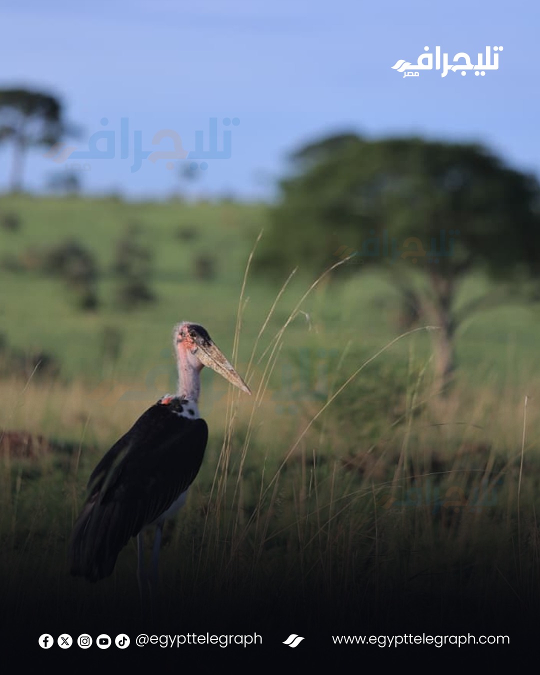 WhatsApp Image 2026-04-21 at 12.46.51 PM (10)